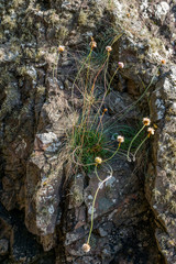 Thrift on a rock face.