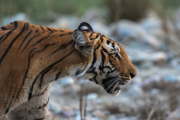 Side Pose Portrait of Tiger from Corbett Tiger Reserve Uttarakhand India
