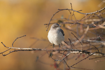 Bird on a branch