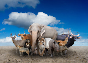 group of asia animals