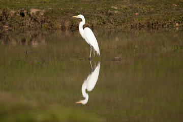 Egret and reflection