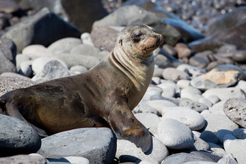 Sea Lion Galapagos