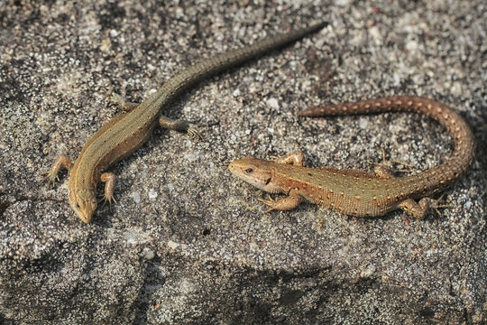 Viviparous lizard or common lizard, Zootoca vivipara