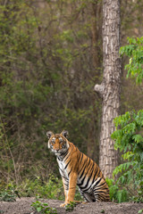 Fototapeta na wymiar Tiger in Sitting Posture from Nagarhole National Park Karnataka India