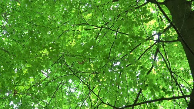 Green, fresh leaves Common Beech. European Beech (Fagus sylvatica). Beautiful beech leaves in early spring in forest.
