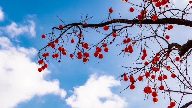 Take a ripe persimmon and a cloud with a time - lapse video.