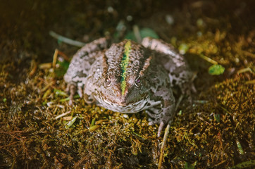 The Pool Frog