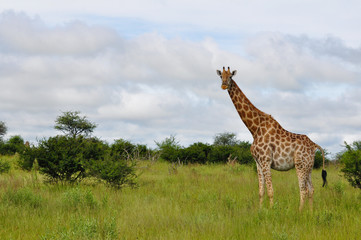 Okavango Delta Giraffe  