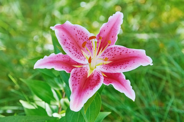 Lily Flower over Green