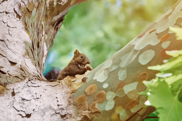 Squirrel on Tree