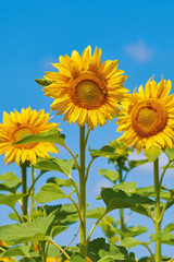 Sunflowers against the Sky