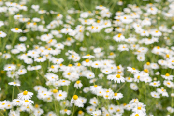 Rising sun above the beautiful chamomiles