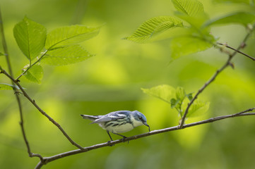A Cerulean Warbler eats a small inch worm while perched on a branch surrounded by bright green leaves.