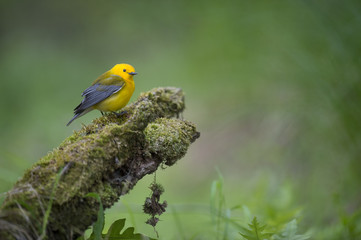 A Prothonotary Warbler perches on a mossy log with a smooth green background in a swampy area.