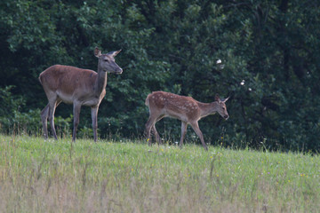 Naklejka na ściany i meble herd of deersskin and deers on the meadow grazing 