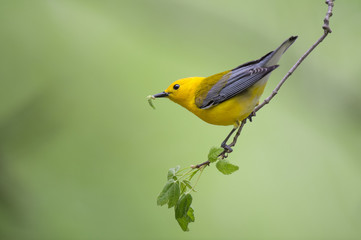 A bright yellow Prothonotary Warbler perches on a branch with a caterpillar in its beak with a smooth green background.