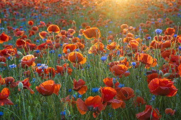 Red poppies among wildflowers in the sunset light