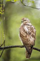 A Red-tailed Hawk perches on a branch in front of a green background in a light rain with a wet look.