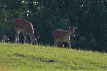 herd of  deersskin and deers on the meadow grazing	