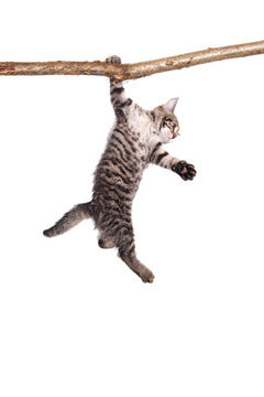 Katzenbaby h&auml;ngt an Ast