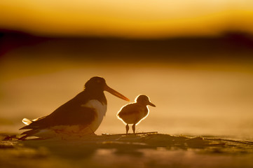 A young American Oystercatcher stands in the late setting sun as its fuzzy feathers glow on a sandy beach.