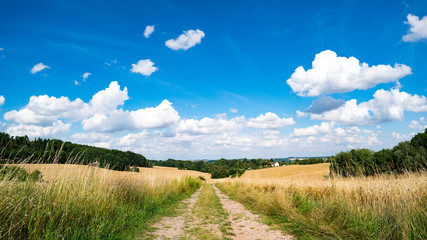 A dirt road in a wheat field, a panorama