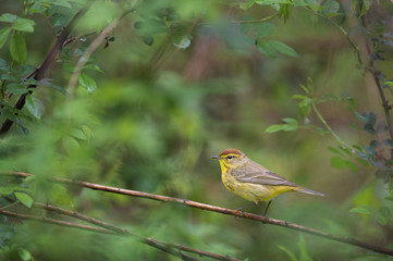 A yellow Palm Warbler pauses for a moment in an opening in the bright green spring foliage on a rainy morning.