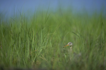 Obraz na płótnie Canvas A Clapper Rail peeks its head and neck out from the bright green marsh grasses on a sunny morning.