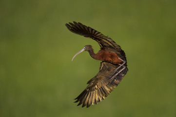 A Glossy Ibis flares its wings just before landing with a smooth green background of marsh grass.