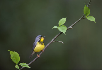 A Canada Warbler perches on a branch with bright green leaves with a smooth green background in soft overcast light.