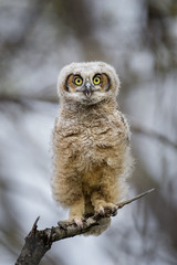 A Great-horned Owlet stares right at me while perched on a dead snag with its bright yellow eyes standing out.