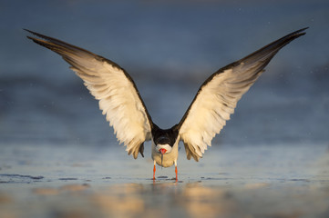 A Black Skimmer comes in to land on a wet sandy beach in the early morning sunlight.