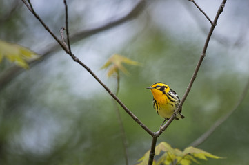 A brilliant orange Blackburnian Warbler perches on a branch in the open in soft light with a smooth green background.