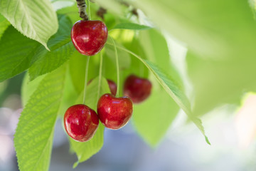 cherry, red cherry