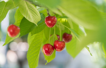 cherry, red cherry