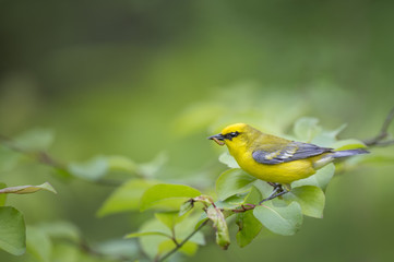 A Blue-winged Warbler perches on a leafy branch with a caterpillar in its beak on a spring day.