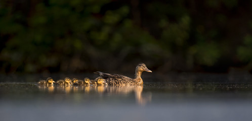 An adult and group of duckling Mallards swim on the calm water in the late evening sun with a dark dramatic background.