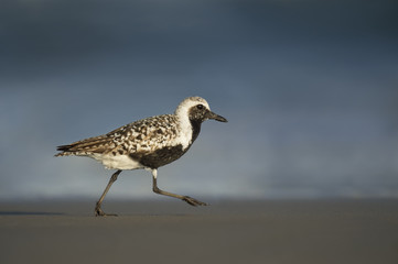 A Black-bellied Plover runs along the beach in the late evening sun with a blue ocean background.