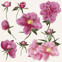 Beautiful vector collection of realistic peony flowers in pink color