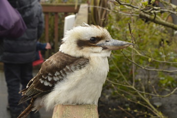 Kookaburra