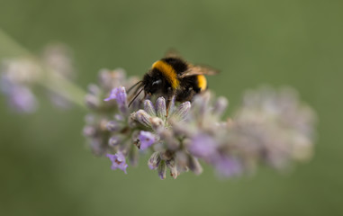Bumble bee @work (Part II)