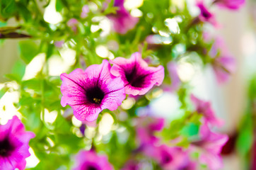 purple flowers