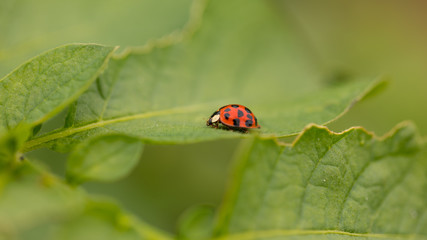 Ladybird bug @work