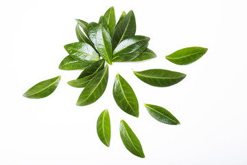 Fototapeta premium Green leaves on white background, design elements
