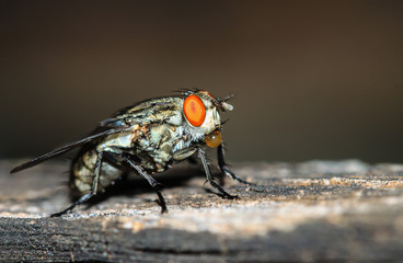 Macro shot of the insect flies with dark tone background.