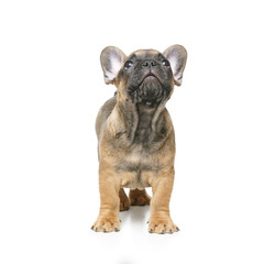 Obraz premium cute french bulldog puppy