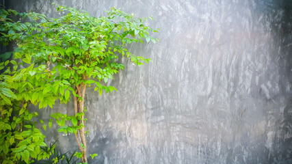 Tree on concrete wall background