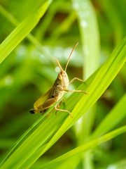 Grashüpfer Nahaufnahme (Gomphocerinae)