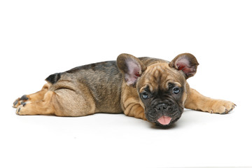 cute french bulldog puppy