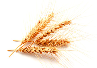 Obraz premium Wheat ears isolated on a white background